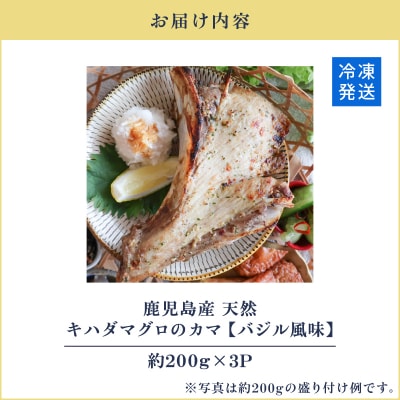鹿児島産 天然 キハダマグロのカマ約200g×3P 調理済 (バジル風味)　K100-012_01