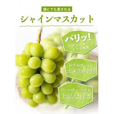 秀品 シャインマスカット 岡山 大粒約1.2kg2房《9月上旬～11月上旬頃に出荷予定(土日祝除く》