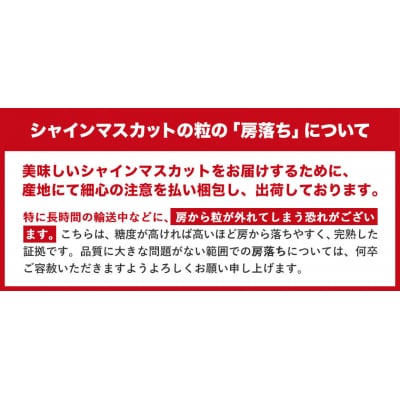 秀品 シャインマスカット 岡山 大粒約1.2kg2房《9月上旬～11月上旬頃に出荷予定(土日祝除く》