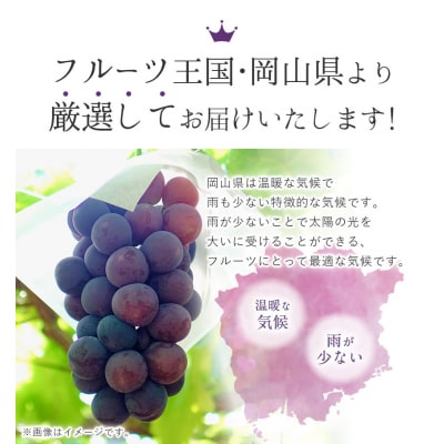 岡山県産 ニューピオーネ 約600g 1房 秀品 《8月下旬～10月中旬頃に出荷予定(土日祝除く)》