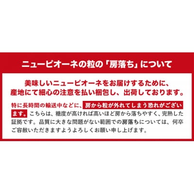 岡山県産 ニューピオーネ 約600g 1房 秀品 《8月下旬～10月中旬頃に出荷予定(土日祝除く)》