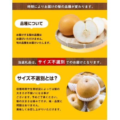 訳あり 旬の梨 約4kg 3～10玉前後 岡山県産 訳あり《9月上旬-1月末頃出荷》