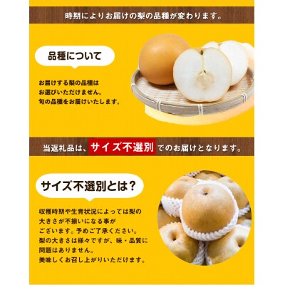 秀品 岡山県産 旬の 梨 約4kg 3～10玉前後 梨《9月上旬-1月末頃出荷》