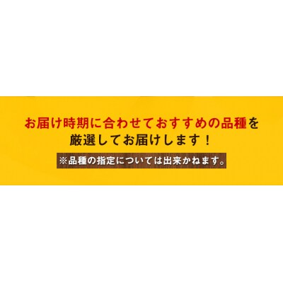 秀品 岡山県産 旬の 梨 約4kg 3～10玉前後 梨《9月上旬-1月末頃出荷》