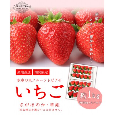 【先行予約】やかげのいちごギフトセット(さがほのか・章姫)約1kg《2027年1月中旬-2月末出荷》
