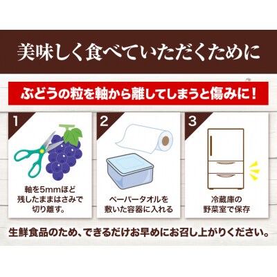 つる付きニューピオーネ3房540g以上《7月上旬-8月下旬頃出荷》配送不可地域あり