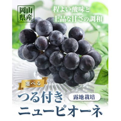 つる付きニューピオーネ2房580g以上《9月上旬-10月下旬頃出荷》配送不可地域あり