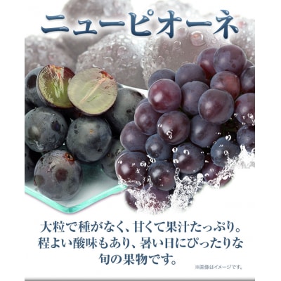 つる付きニューピオーネ2房580g以上《9月上旬-10月下旬頃出荷》配送不可地域あり