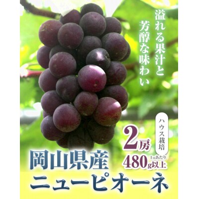 ニューピオーネ2房480g以上ハウス栽培《7月上旬-8月下旬出荷》【配送不可地域あり】
