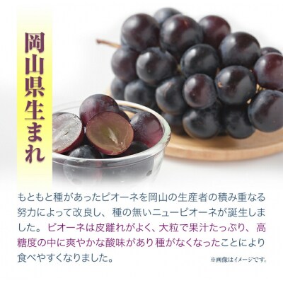 ニューピオーネ2房480g以上ハウス栽培《7月上旬-8月下旬出荷》【配送不可地域あり】
