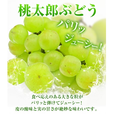 桃太郎ぶどう1房680g以上無加温栽培【配送不可地域あり】《9月上旬-10月下旬頃出荷》
