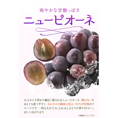 岡山白桃 & ニューピオーネセット小【配送不可地域あり】《7月上旬-8月中旬頃出荷》 