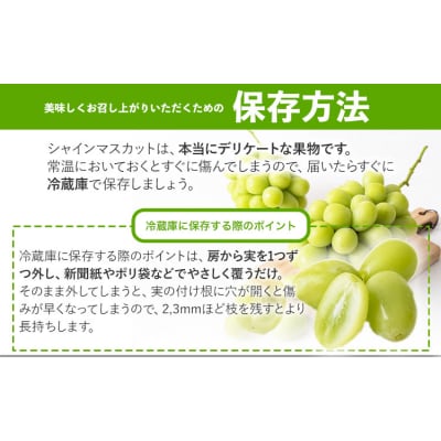 秀品 シャインマスカット 約600g 1房《9月上旬～11月上旬頃に出荷予定(土日祝除く)》