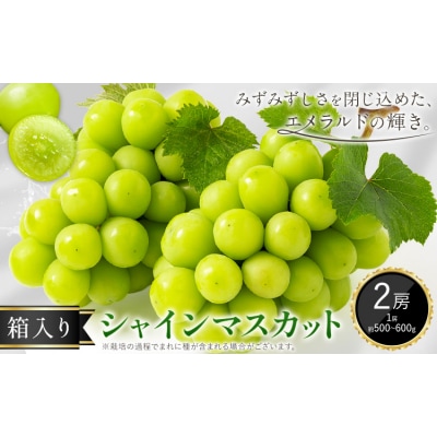 シャインマスカット ぶどう 箱入り 2房 中嶋ぶどう園《9月上旬-10月下旬頃出荷》岡山県 矢掛町