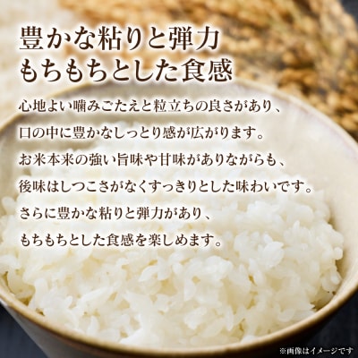 《令和7年産》 森のくまさん 5kg × 1袋 米 お米 精米 白米 _311-7180