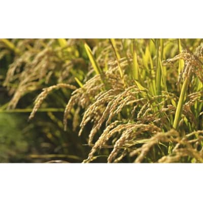 令和7年産【無洗米】5つ星お米マイスターの契約栽培米 食べ比べ6kgセット