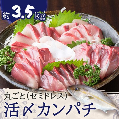 鹿児島県産カンパチ 約3.5kg 一本丸ごと(セミドレス)活〆　K294-003_01