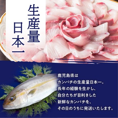 鹿児島県産カンパチ 約3.5kg 三枚卸(フィーレ) 活〆※真空包装　K294-003_02
