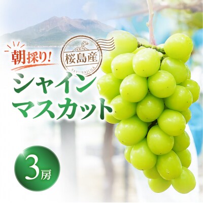 【2026年先行受付】【桜島産】シャインマスカット 3房　K260-001_03