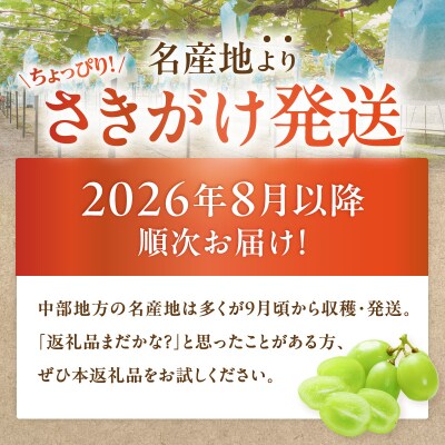 【2026年先行受付】【桜島産】シャインマスカット 3房　K260-001_03