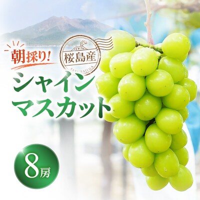 【2026年先行受付】【桜島産】シャインマスカット 8房　K260-001_05