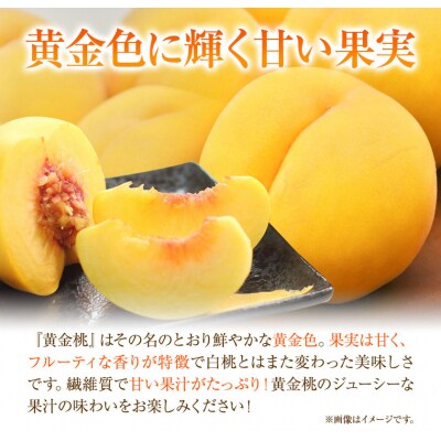【2027年発送先行予約】ご家庭用 黄金桃 桃 おかやまの黄金桃1.3kg　5～6玉