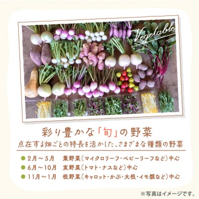季節の旬野菜 10品 おまかせセット(農薬・化学肥料不使用(栽培期間中))　A-229 