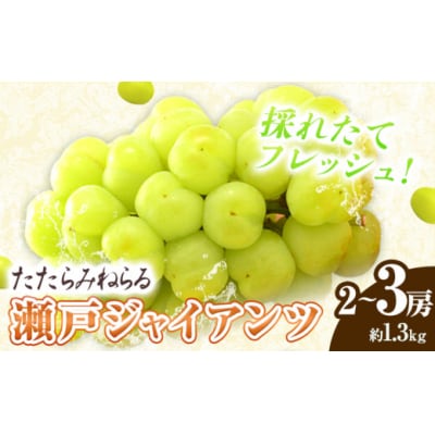 たたらみねらる瀬戸ジャイアンツ1.3kg以上(2~3房)2026年産先行受付 2-22a