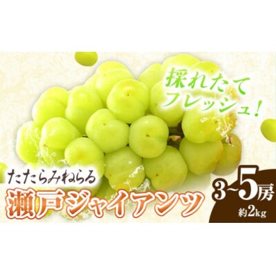 たたらみねらる瀬戸ジャイアンツ2kg以上(3～5房)2026年産先行受付