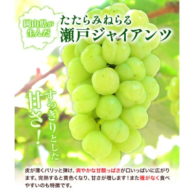 たたらみねらる瀬戸ジャイアンツ2kg以上(3～5房)2026年産先行受付