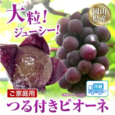 岡山県産ニューピオーネ　自家用つる付き1房(530g以上)2房入り　2026年産先行受付　H-34b