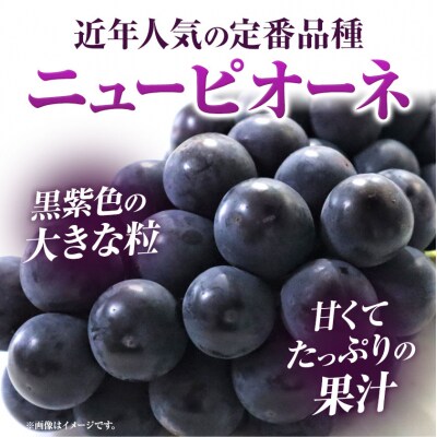 岡山県産ニューピオーネ　自家用つる付き1房(530g以上)2房入り　2026年産先行受付　H-34b