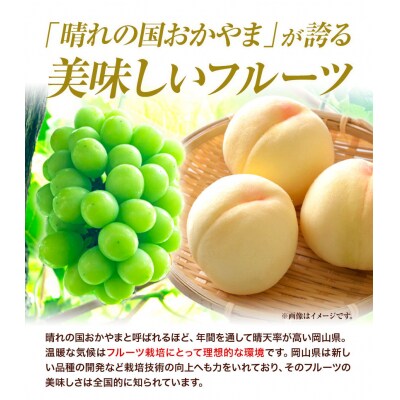 岡山県産ニューピオーネ　自家用つる付き1房(530g以上)2房入り　2026年産先行受付　H-34b