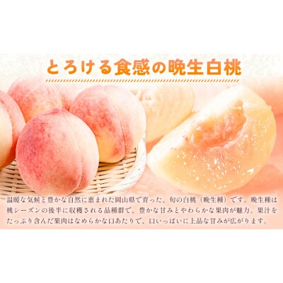 【2027年発送先行予約】岡山の白桃 晩生種 大玉3玉 約900g【配送不可地域:離島】