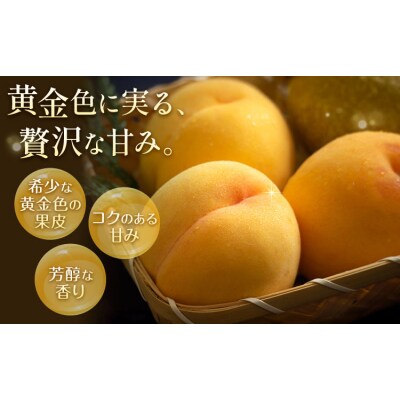 【2027年先行予約】ご家庭用 岡山県産 黄金桃 約1.5kg 5～6玉【配送不可地域:離島】