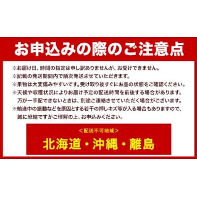 オーロラブラック 2房(1房480g以上) 化粧箱入り 株式会社山博【配送不可地域あり】