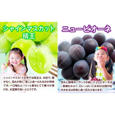 【3回定期便】ぶどう 定期便 計3回コース 化粧箱入り 株式会社山博【配送不可地域あり】