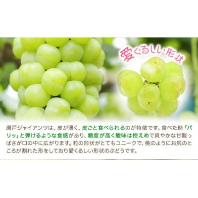 【2027年先行予約】瀬戸ジャイアンツ 2房 (1房480g以上) 化粧箱入り【配送不可地域あり】