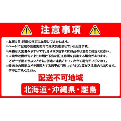 【2027年先行予約】瀬戸ジャイアンツ 2房 (1房480g以上) 化粧箱入り【配送不可地域あり】