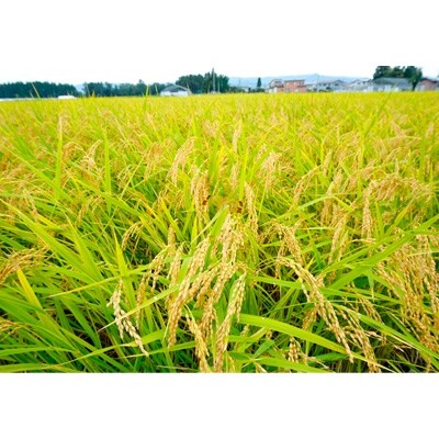 令和2年産あきたこまち精米8kg (2kg×4袋) 秋田県特別栽培米 あべ倶楽部