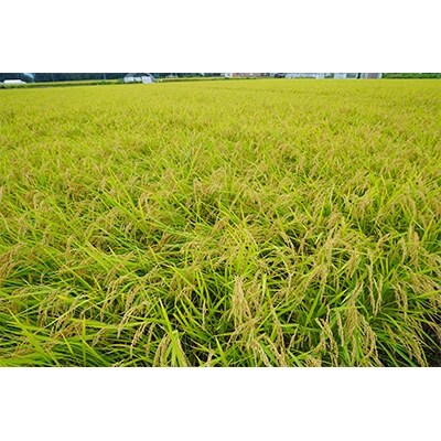 令和元年産【玄米】 あきたこまち 30kg 秋田県特別栽培米 あべ倶楽部