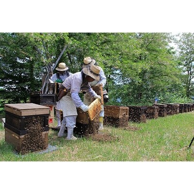 国産自家採集はちみつ3種詰め合わせ(アカシア・トチ・りんご　3種計5本　6.0kg)