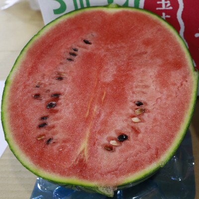 【秋田県横手市産】小玉すいか　あきた夏丸チッチェ　4玉セット