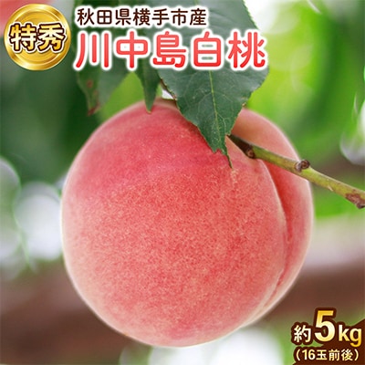 【秋田県横手市産】白桃　特秀　16玉前後(約5kg)