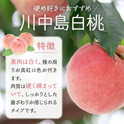 【秋田県横手市産】白桃　特秀　16玉前後(約5kg)