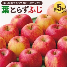 【先行受付】横手産葉とらずふじ 約5kg 2023年12月下旬より順次発送