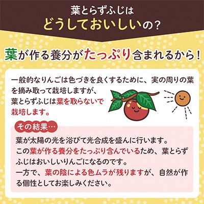 【先行受付】横手産葉とらずふじ　約5kg　2024年12月中旬より順次発送