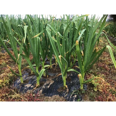 里乃や 熟成 黒にんにく「プレミアムブラック」100g×2パック