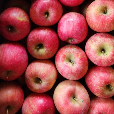 【訳あり】秋田県産季節のおまかせりんごシリーズ　約10kg(約32玉～48玉前後)