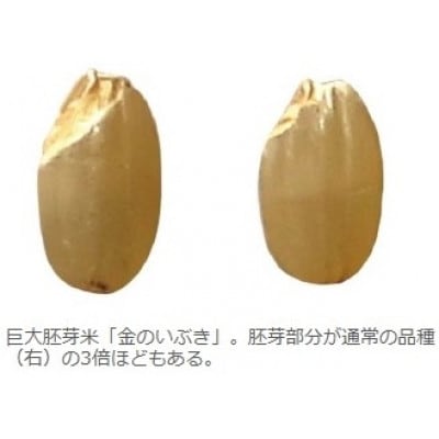 【令和7年産】金のいぶき 6kg(2kg×3袋)　玄米